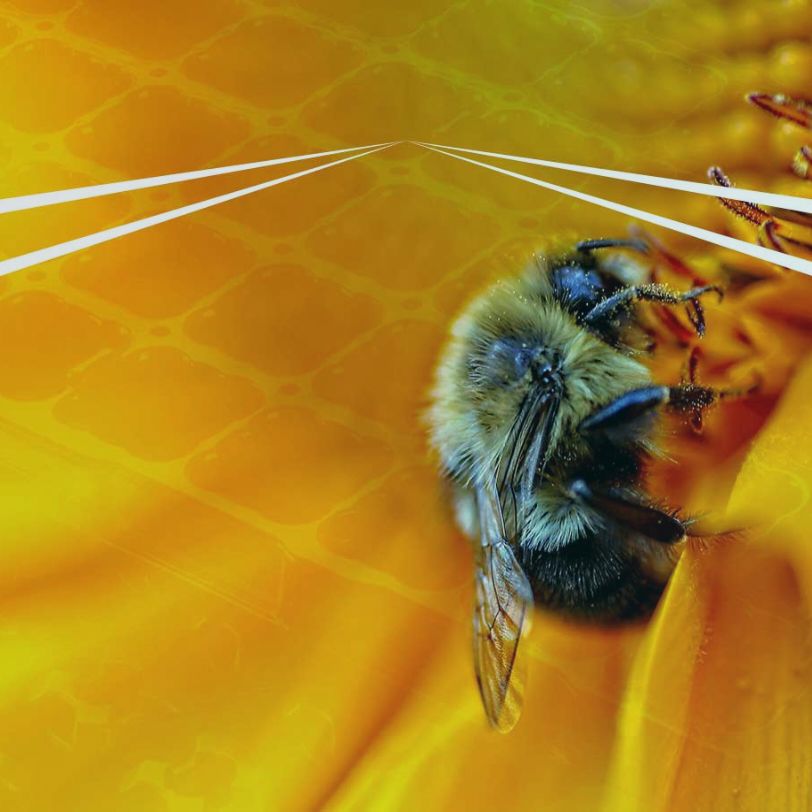 Bee in sunflower